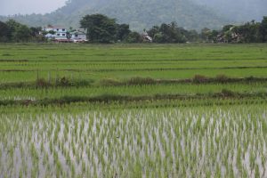 चुलाचुलीमा ९० प्रतिशत धान रोपाइँ सम्पन्न, उत्पादन बढ्ने अपेक्षा